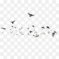 飞鸽动物 成群的小鸟