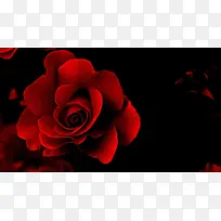 黑暗中的红色玫瑰海报背景
