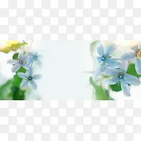 梦幻蓝色花朵背景
