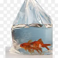金鱼透明塑料袋