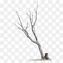 灰白色干枯树枝树干