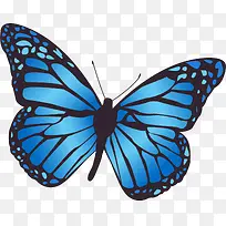 唯美蓝色蝴蝶