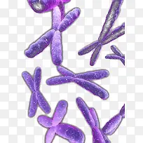 杂乱的紫色染色体