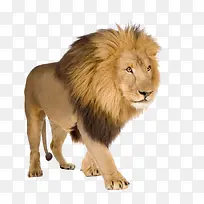 狮子雄性狮子公狮