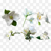 白色花卉素材背景