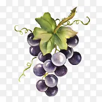 水彩葡萄