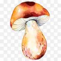 水彩蘑菇