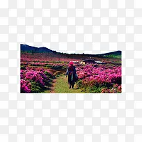 漂亮的花海