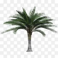 绿色椰树
