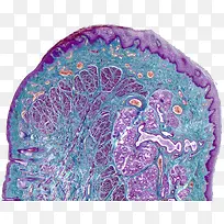 显微镜下的皮肤细胞