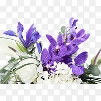 一堆紫花