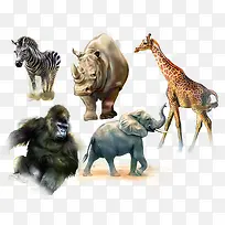 五种动物