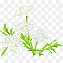 绿叶白花小雏菊