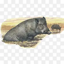 手绘插图脏兮兮的小黑猪在污泥中