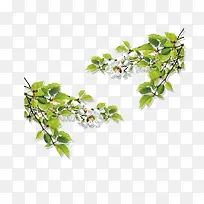 绿叶白花花卉装饰