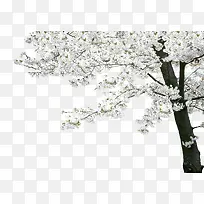 白色唯美意境花朵大树植物