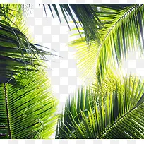 椰子树叶绿色