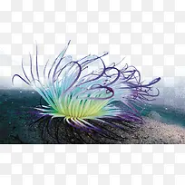 清新唯美深海藻类PNG
