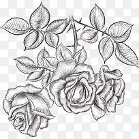 精致的素描玫瑰花