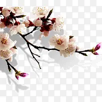 桃花依旧笑春风