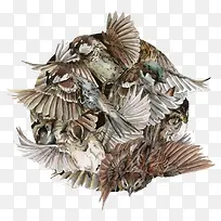 矢量手绘鸟