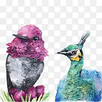 水彩鸟类孔雀素材图片