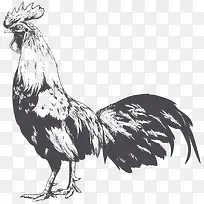 卡通手绘一只公鸡