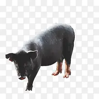 严肃的黑猪