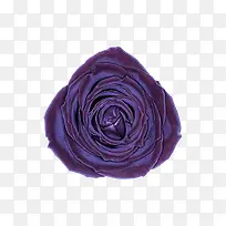 紫玫瑰绒布