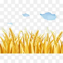 天空下的稻谷农田
