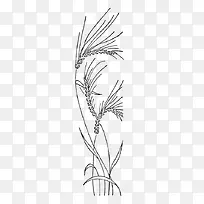 素描麦穗