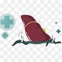 医生抬着肝脏走