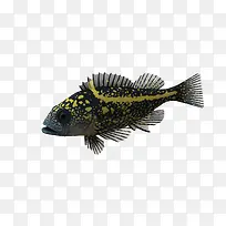 海底动物鱼 黄色斑点鱼