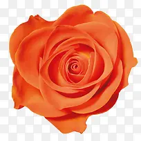 橙色玫瑰花素材