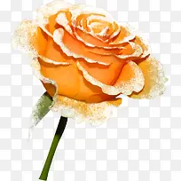 橙色唯美玫瑰花