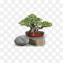 树