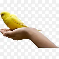 黄色可爱小鸟呵护手势