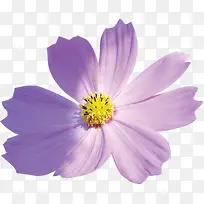 紫色唯美花朵盛开美景