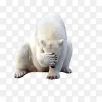 羞涩的北极熊图行天下
