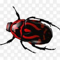 红色斑纹甲壳虫