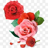 手绘红粉玫瑰花朵
