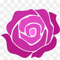 紫红色玫瑰