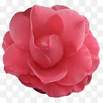 粉色大朵玫瑰花