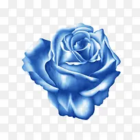 手绘蓝色玫瑰花