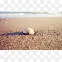 沙滩上的孤独贝壳