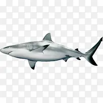 白色鲨鱼侧面素材