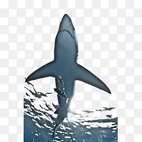 海底大白鲨