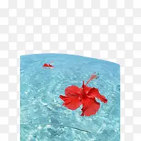 海滩风景-漂浮的红色花朵