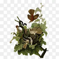 工笔花鸟素材