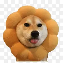 萌化了的带头套的柴犬